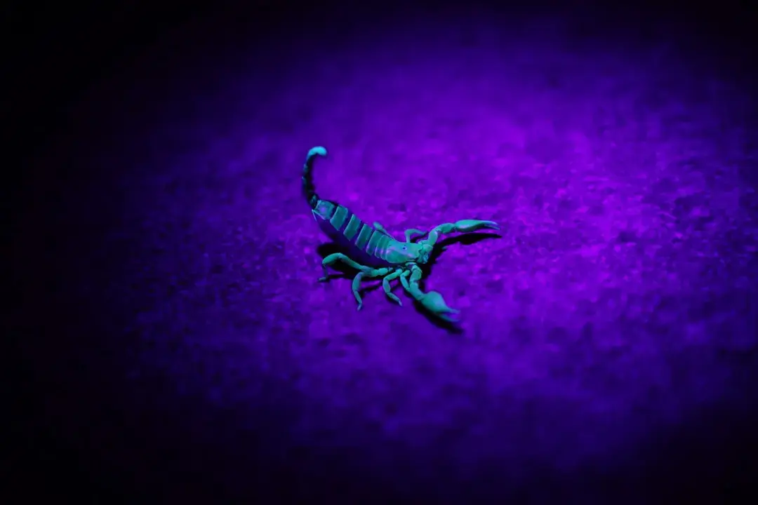 Full Moon in Scorpio Arrives May 1, 2026