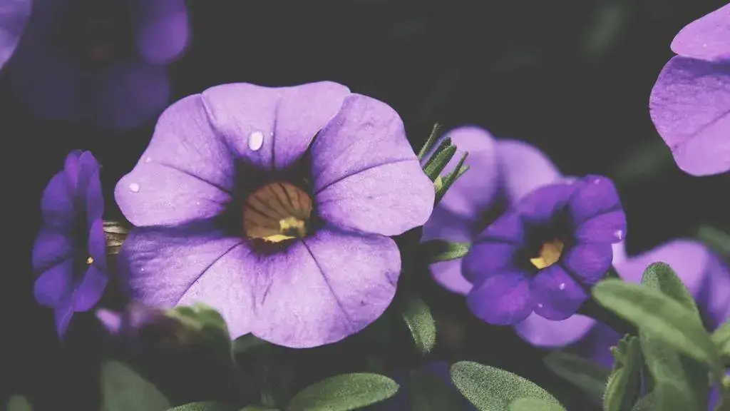 Make May Bloom with Abundance