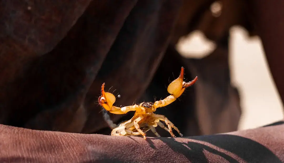 Scorpio Monthly Horoscope for May 2026: Insights and Predictions