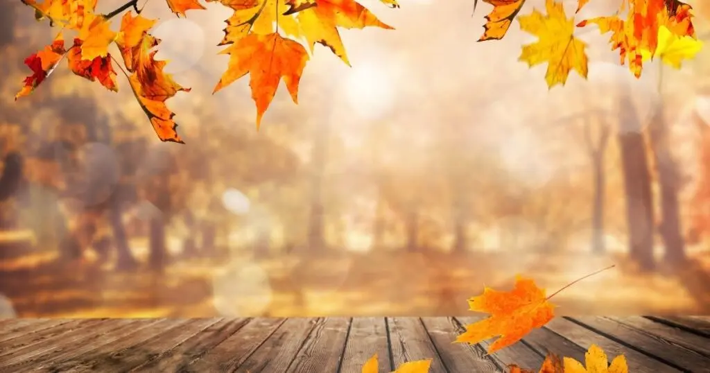 Capricorn Monthly Forecast Highlights Social Expansion for November 2026