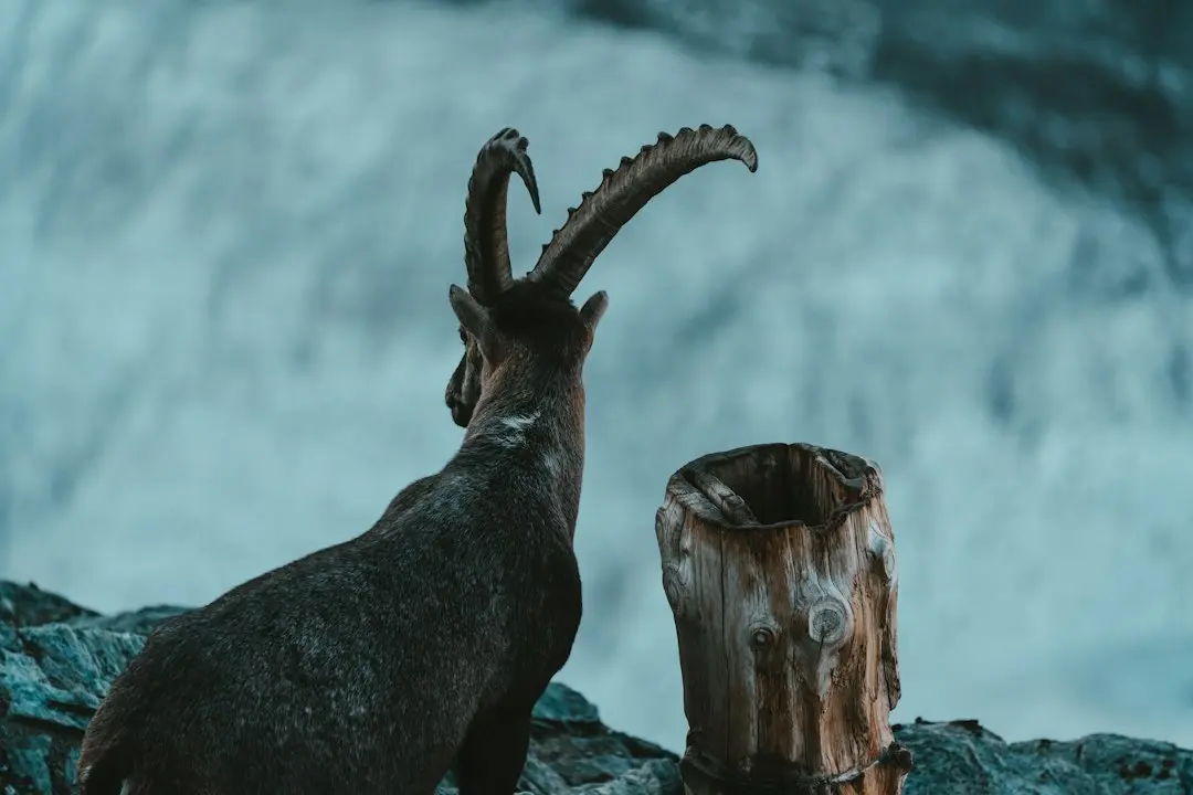 Capricorn Weekly Horoscope: Finding Strength Through Doubt