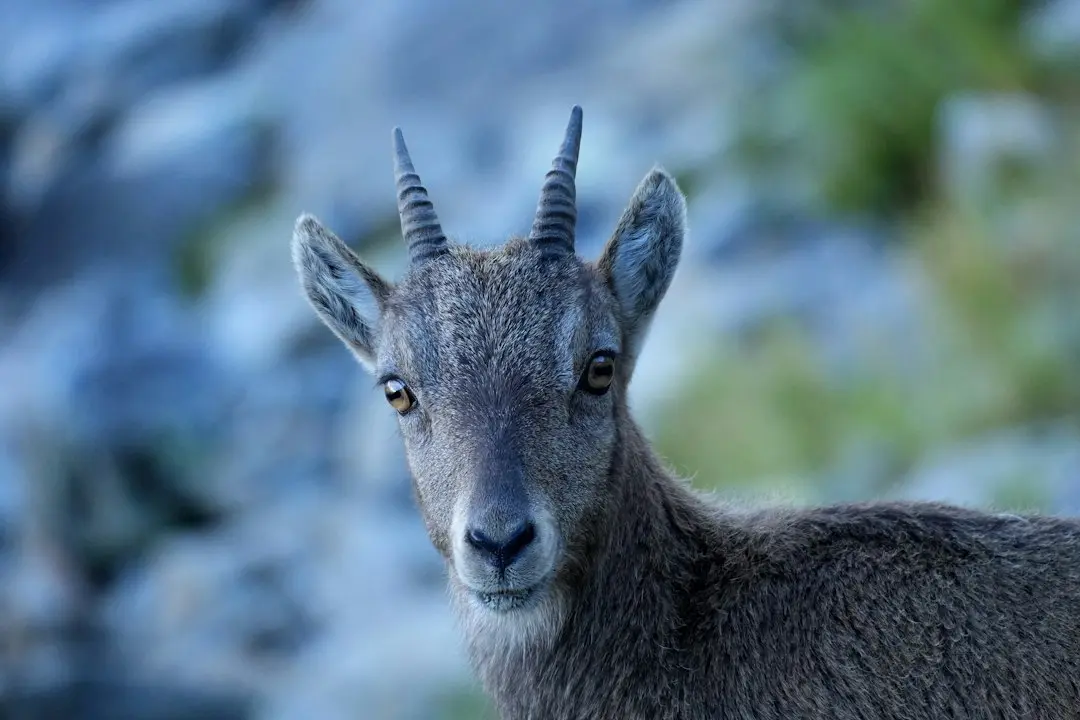 Capricorn Stars Align: New Moon Sparks Career Clarity