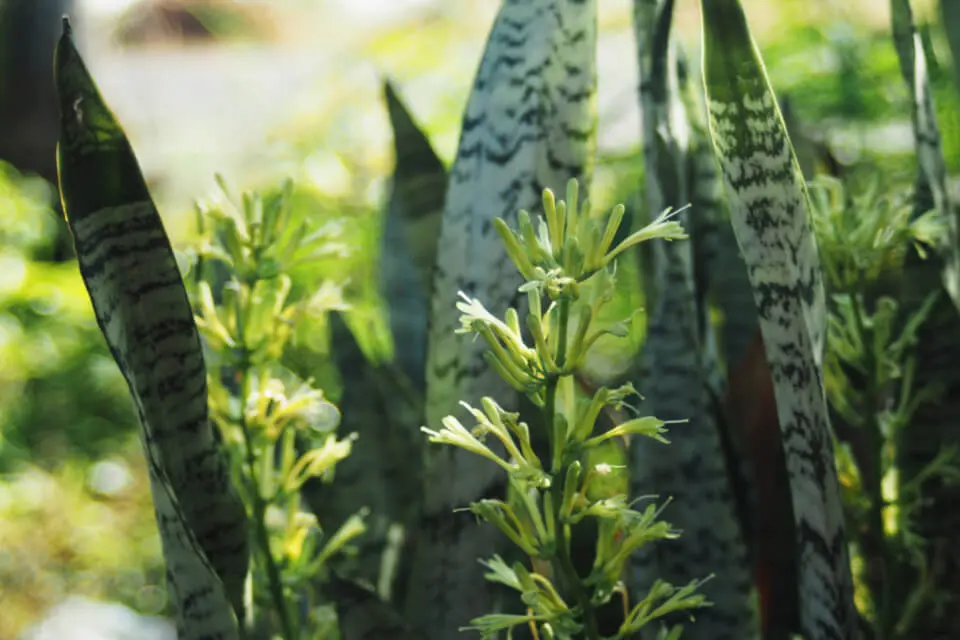 Plants That Invite Prosperity into Home and Office