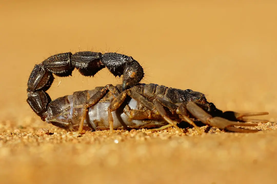 Scorpio New Moon Rituals Help You Confront Hidden Truths